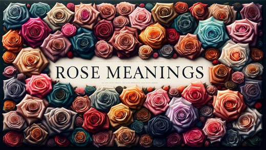 Rose meanings, symbolism and relationship of colours to meaning