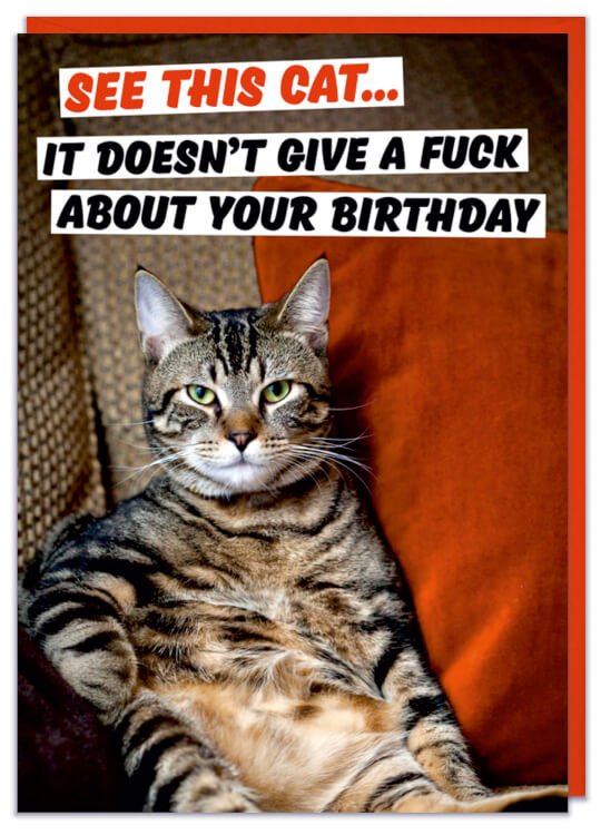 See This Cat. It Doesnt Give Fuck About Your Card