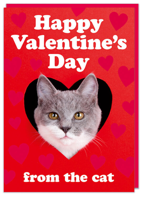 Happy Valentines Day Cat Card