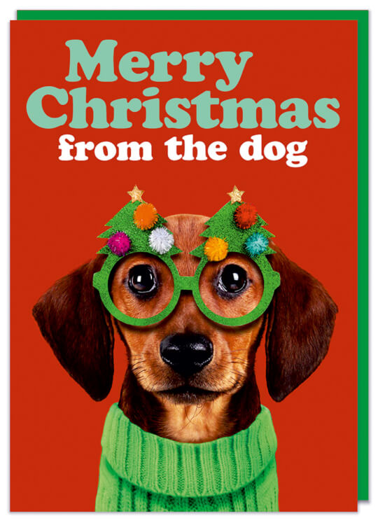 A Christmas card colourful picture of a brown dog in a green Christmas jumper wearing christmas tree festive glasses against a red backdrop